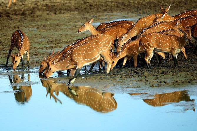 Sri Lanka Tours Package in 9 Days (Amazing Sri Lanka) - Customer Reviews