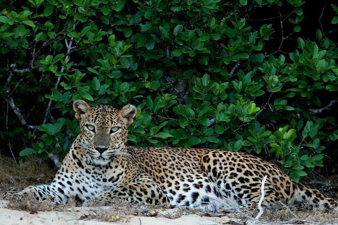 Sri Lanka Unveiled: 12 Nights Complete Experience Package - Meeting, Pickup, and Scheduling