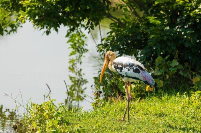 Sri Lanka: Western Province Highlights Day Tour and Safari - Sigiriya Rock Fortress