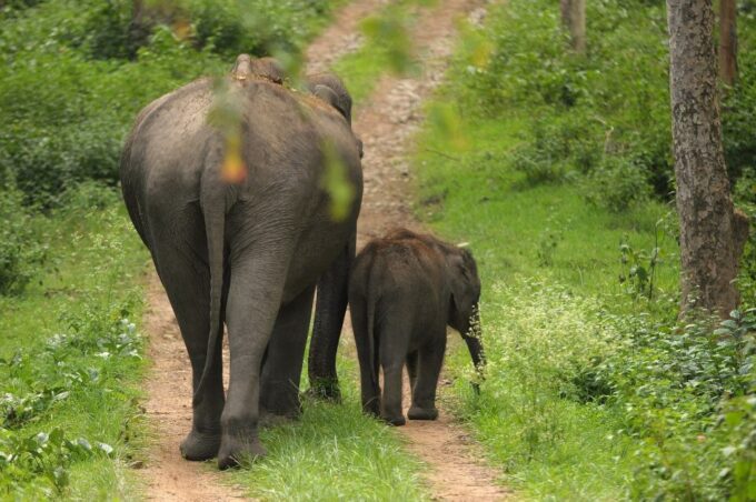 Sri Lanka: Western Province Highlights Day Tour and Safari - Dambulla Golden Temple and Minneriya National Park