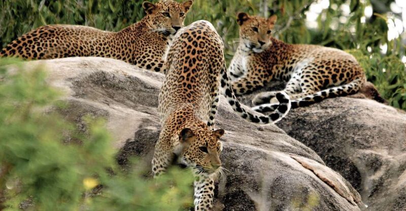 Sri Lanka: Yala National Park Private Safari - Wildlife Experience
