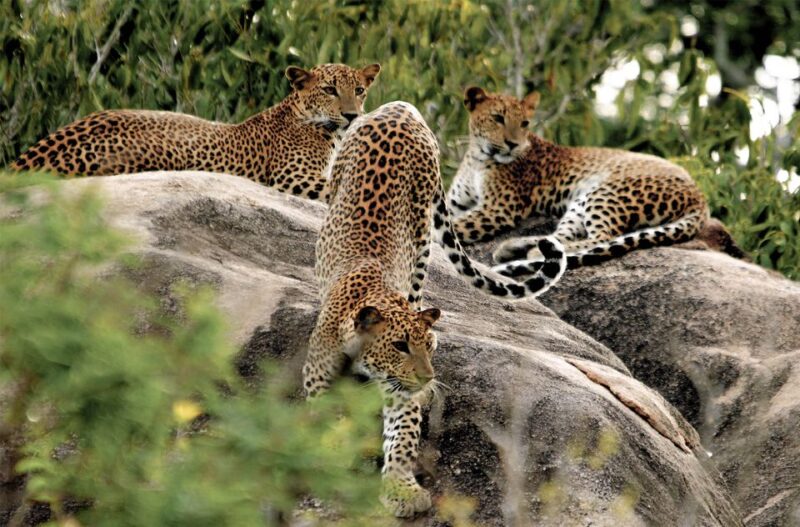 Sri Lanka: Yala National Park Private Safari - Inclusions and Restrictions