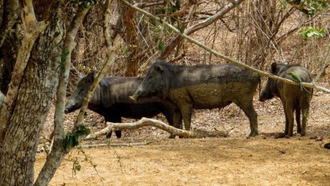 Sri Lanka: Yala National Park Private Safari - Meeting Point and Pickup