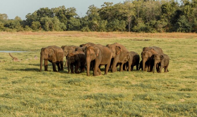 Sri Lanka: Yala National Park Private Safari - Frequently Asked Questions