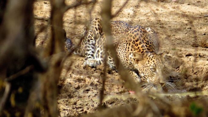 Sri Lanka: Yala National Park Private Safari - Recap