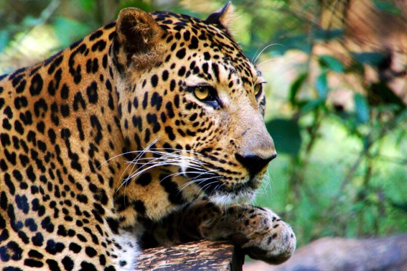 Sri Lanka: Yala National Park Safari Tour - Key Points