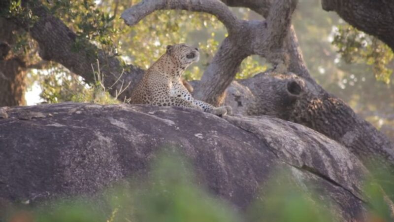Sri Lanka: Yala National Park Safari Tour - Wildlife Experience