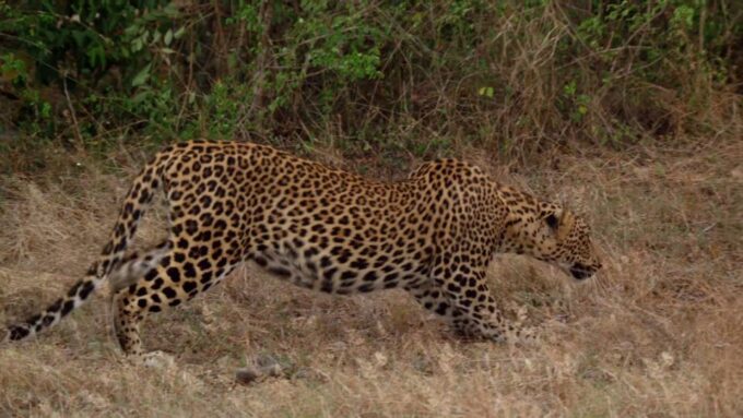 Sri Lanka: Yala National Park Safari Tour - Group Size and Language