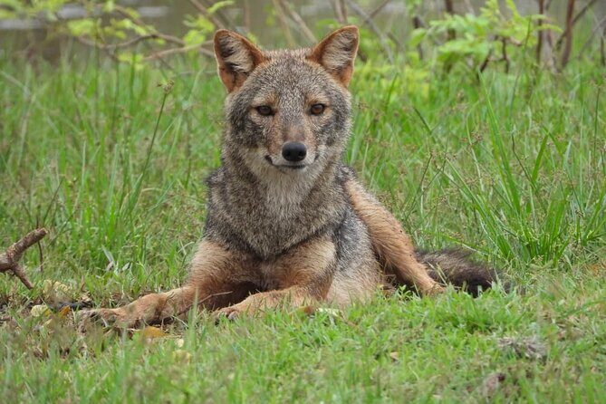 Sri Lanka Yala National Park Wildlife Private Tour - Why Choose This Tour?
