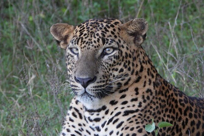 Sri Lanka Yala National Park Wildlife Private Tour - Authentic Encounters and Practical Tips