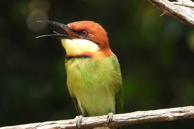Sri Lanka Yala National Park Wildlife Private Tour - Who Would Love This Tour?