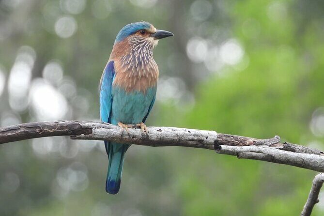 Sri Lanka Yala National Park Wildlife Private Tour - FAQ