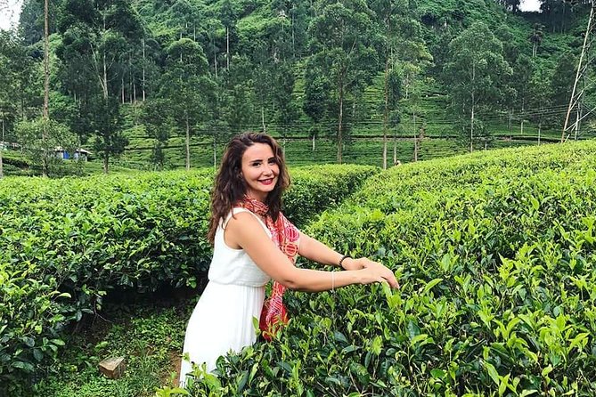 Srilanka 7 Days Classical Tour- Private Car (Can Customized) - Price and Group Size