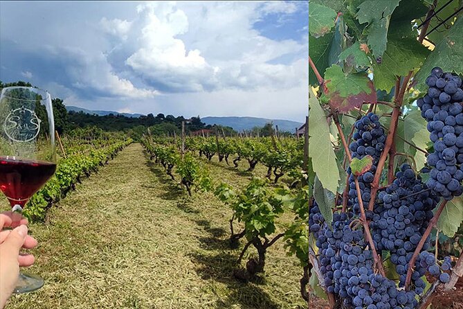 S&S Winery - Wine Tasting Experience in Ohrid - Booking Details and Policies