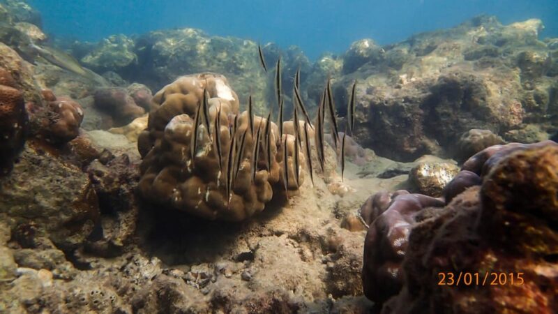 SSI Fun Dive at Grande Island - Marine Life and Highlights