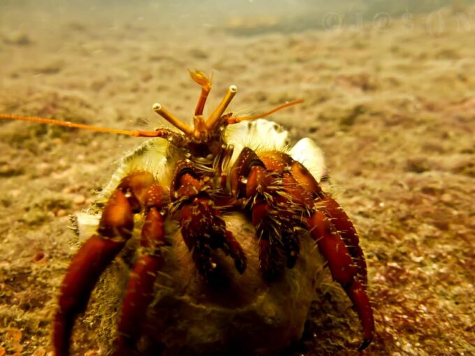 SSI Fun Dive at Grande Island - What to Bring