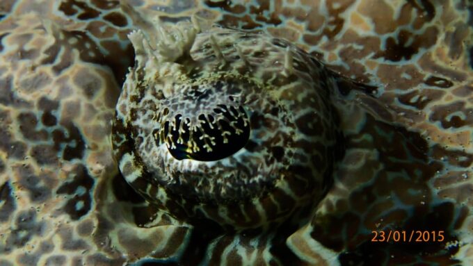 SSI Fun Dive at Grande Island - Frequently Asked Questions