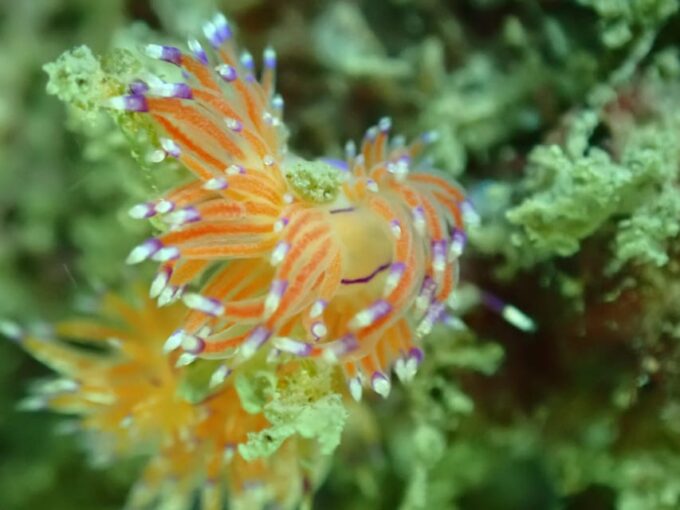 SSI Fun Dive at Grande Island - Recap