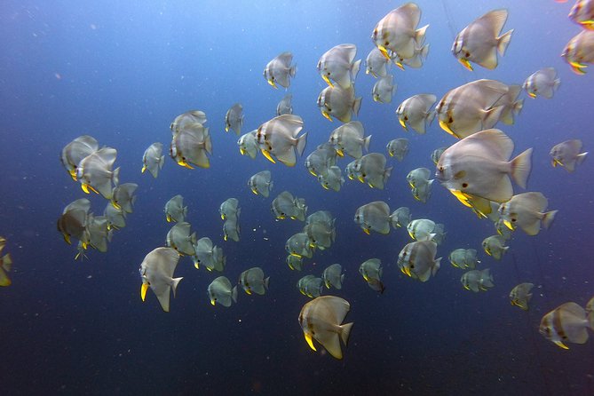 SSI Open Water Diver - Location and Meeting Information