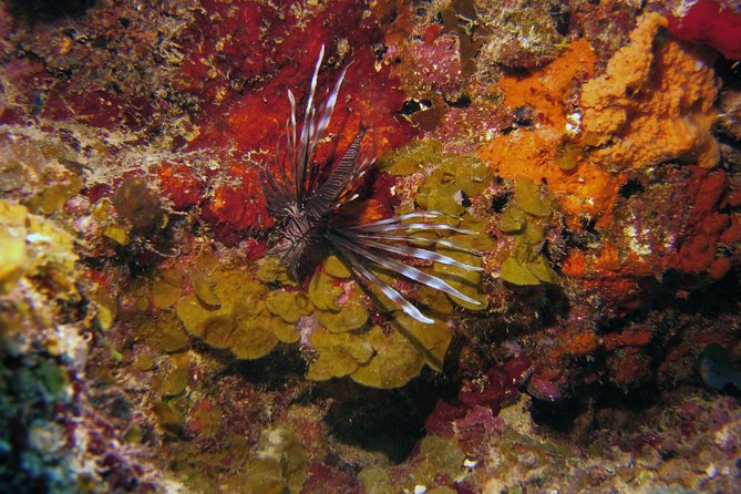 SSI Open Water Scuba Diving Course - Pricing and Inclusions