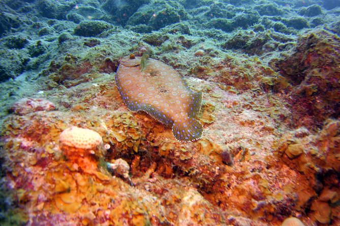 SSI Open Water Scuba Diving Course - Health and Safety Information