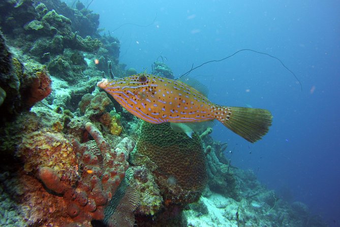 SSI Open Water Scuba Diving Course - Equipment Provided