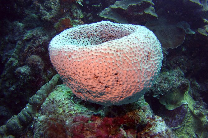 SSI Open Water Scuba Diving Course - Testimonials and Ratings