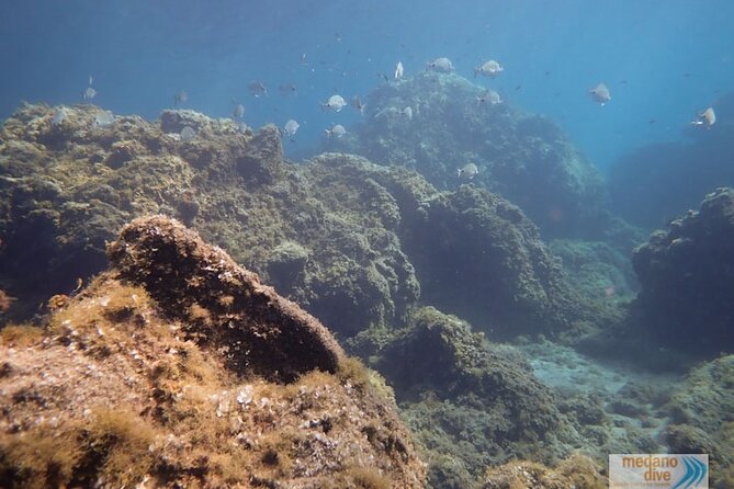 SSI Open Water, South Tenerife - Certification and Expectations