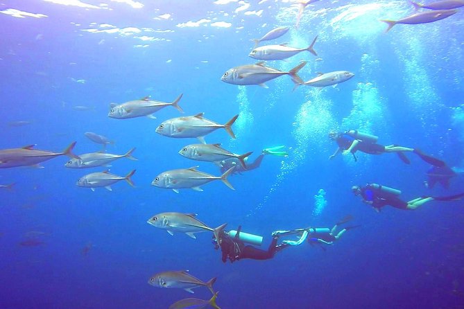 SSI/PADI Open Water Diver Course - Included in the Course