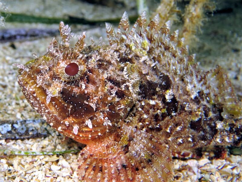 SSI Try Scuba Diving in the Sea - Safety and Instructors
