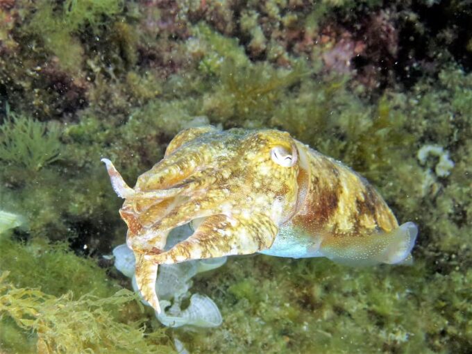 SSI Try Scuba Diving in the Sea - Booking and Cancellation Policy