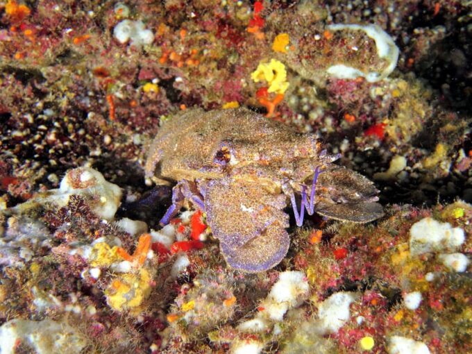 SSI Try Scuba Diving in the Sea - Frequently Asked Questions
