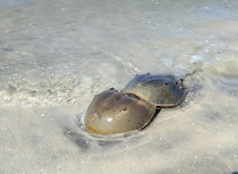 St. Augustine: Deluxe Dolphin-Watching Kayak Tour - Itinerary and Experience