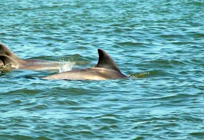St. Augustine: Dolphin and Wildlife Historical Boat Tour - An In-Depth Look at the Tour