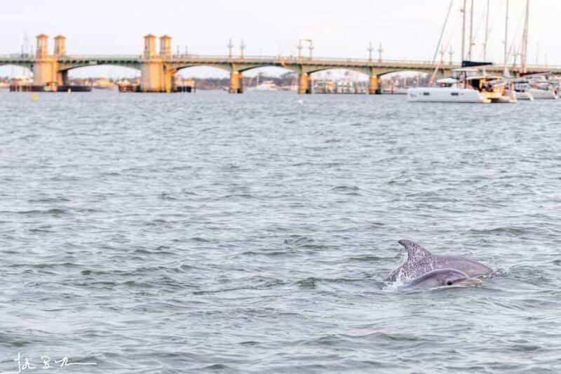 St. Augustine: Dolphin Tails & History Cruise - Authentic Stories and Insights