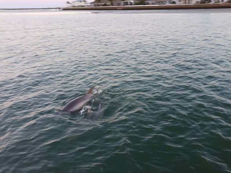 St. Augustine: Dolphin Tails & History Cruise - FAQs