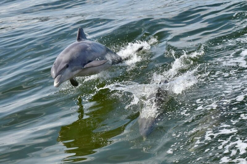 St. Augustine: Dolphin Watching Harbor Tour with Drinks - A Detailed Look at the Experience