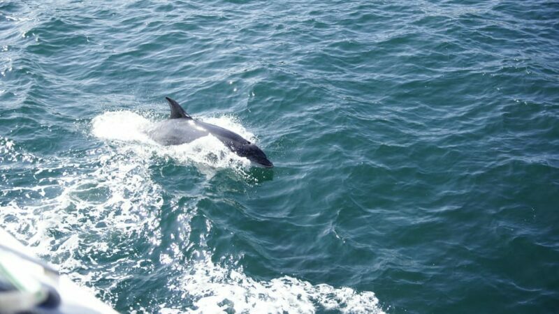 St. Augustine: Dolphin Watching Harbor Tour with Drinks - Final Thoughts