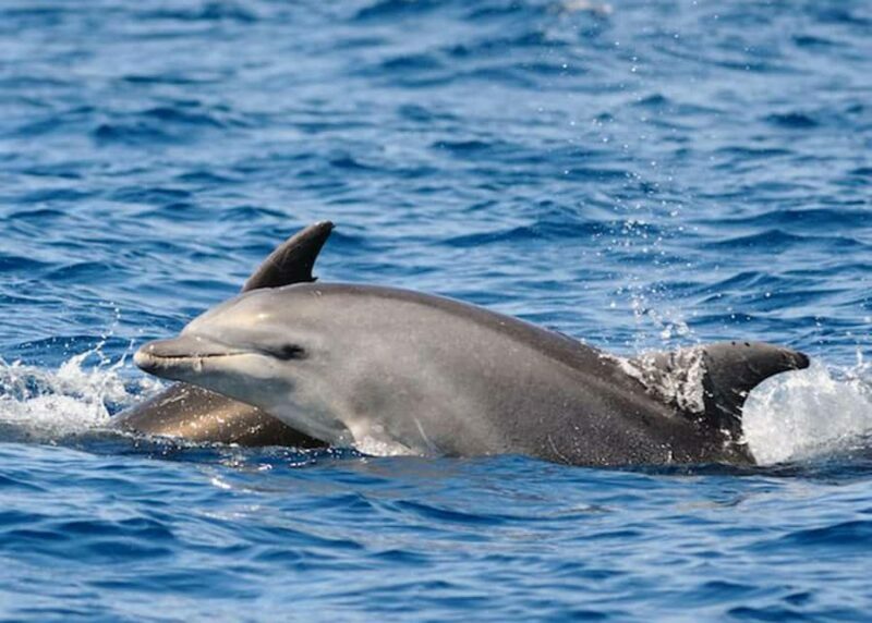 St. Augustine, FL: Dolphin Odyssey/Sightseeing Tour - The Experience in Detail