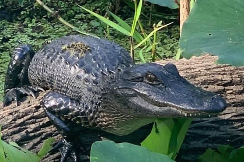 St. Augustine: St. Johns River Airboat Safari With a Guide - Tour Highlights
