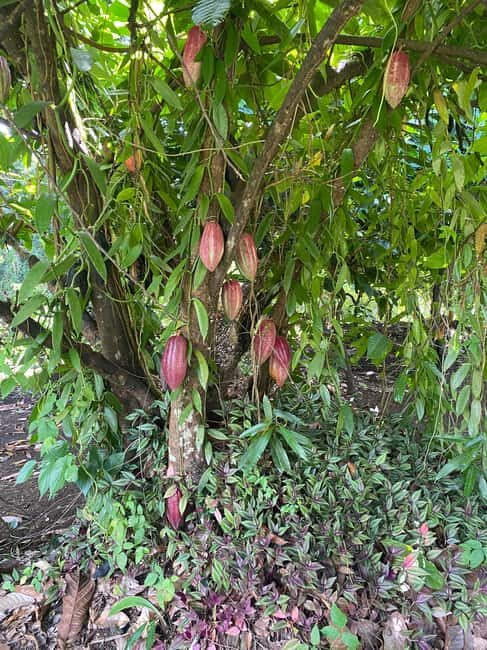 St. George's: Half-day spice and waterfall tour - Transportation and Logistics
