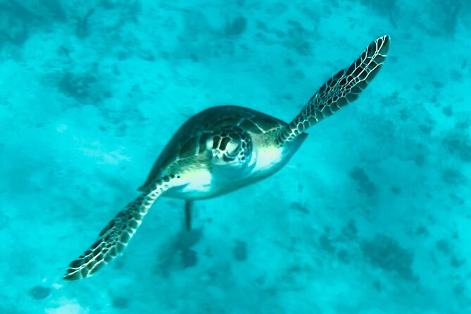 St. John Luxury Catamaran Turtle Snorkel and Cays Full Day - Physical Requirements and Health Concerns