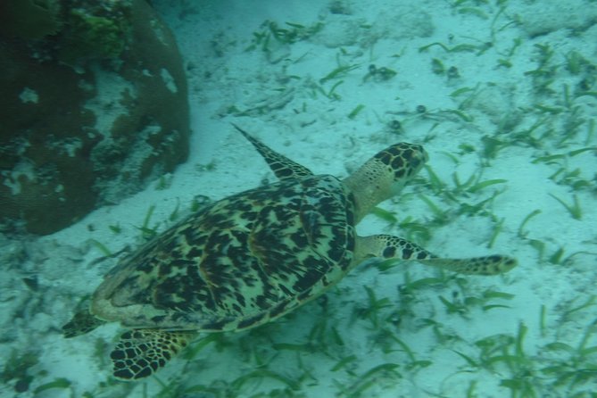St John & Surrounding Cays Full-Day Sail and Snorkel Experiences Semi-Private - Guest Feedback