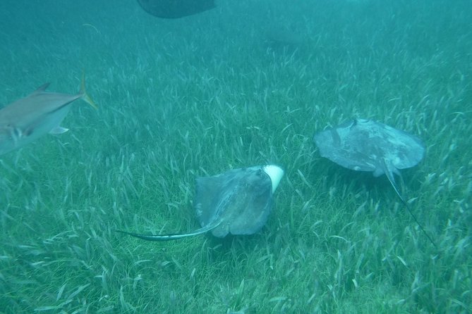 St John & Surrounding Cays Full-Day Sail and Snorkel Experiences Semi-Private - Snorkeling Opportunities