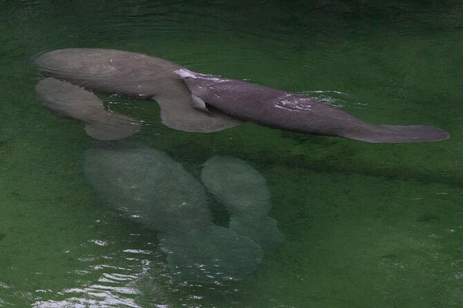 St. Johns River Cruise - Blue Spring State Park - Wildlife and Scenery