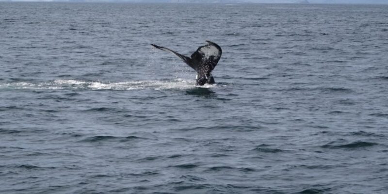 St. John'S: Small Group Tour With Iceberg Quest Boat Cruise - Customer Feedback