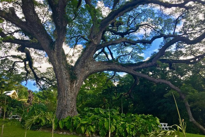 St. Kitts Half-Day Rainforest Tour - Itinerary Highlights