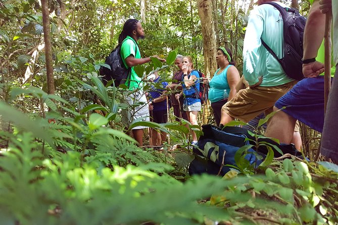 St Kitts Half-Day Rainforest Tour - Tour Overview