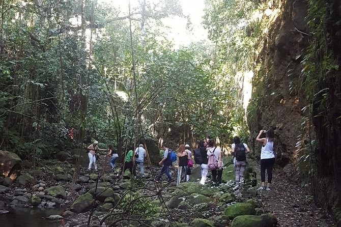 St Kitts Half-Day Rainforest Tour - Traveler Recommendations