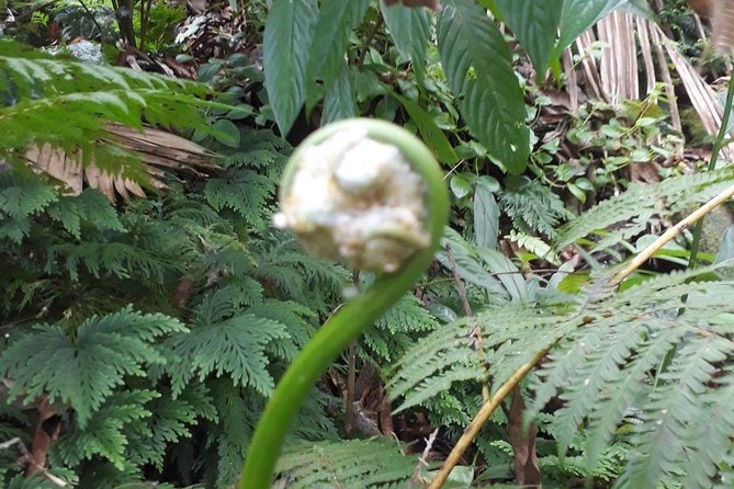 St Kitts Half-Day Rainforest Tour - Customer Experiences